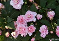 De dubbelbloemige Glimmer Impatiens van stek van Florensis.